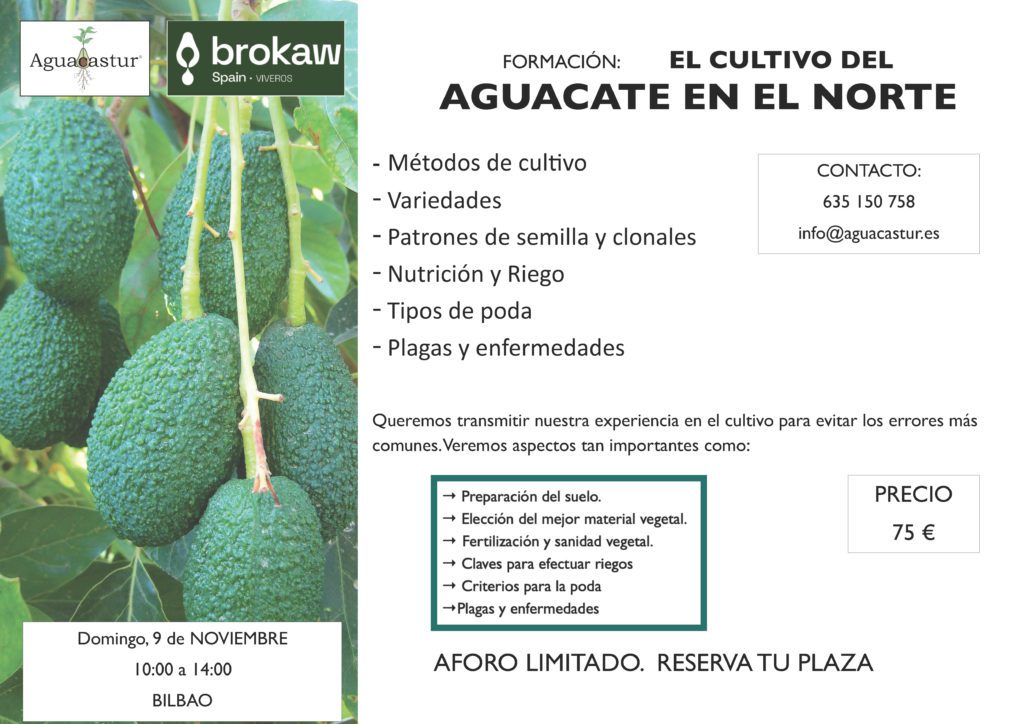EL CULTIVO DEL AGUACATE EN EL NORTE