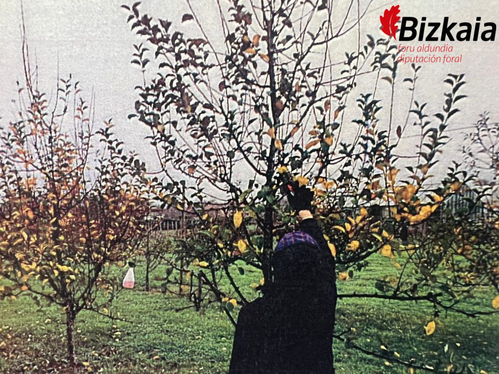 JORNADAS DE SANIDAD VEGETAL Y PODA